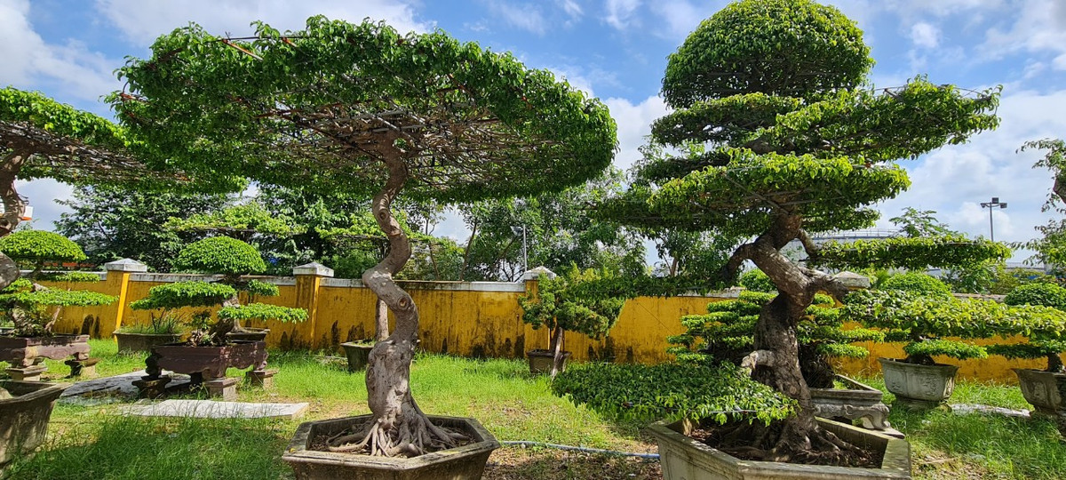 Nhiều người lựa chọn loại cây này để trồng bởi cây sinh trưởng tốt, tán lá rộng, xanh mát quanh năm.