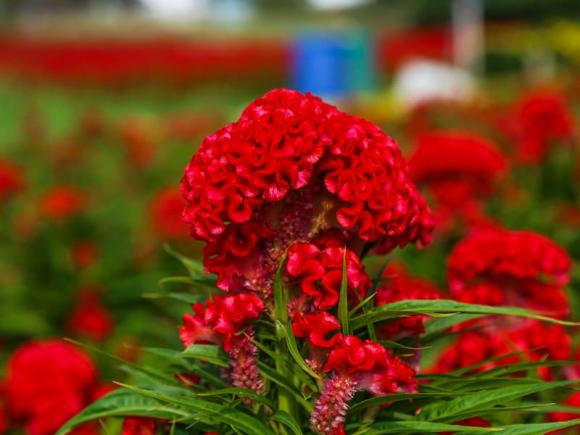 5 loai hoa dep nen trong ngay de no dung dip Tet-Hinh-5