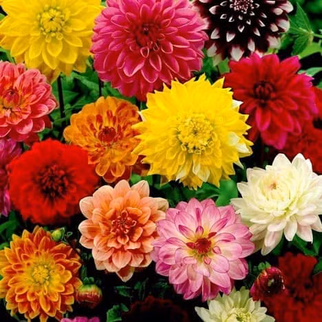 5 loai hoa dep nen trong ngay de no dung dip Tet-Hinh-4