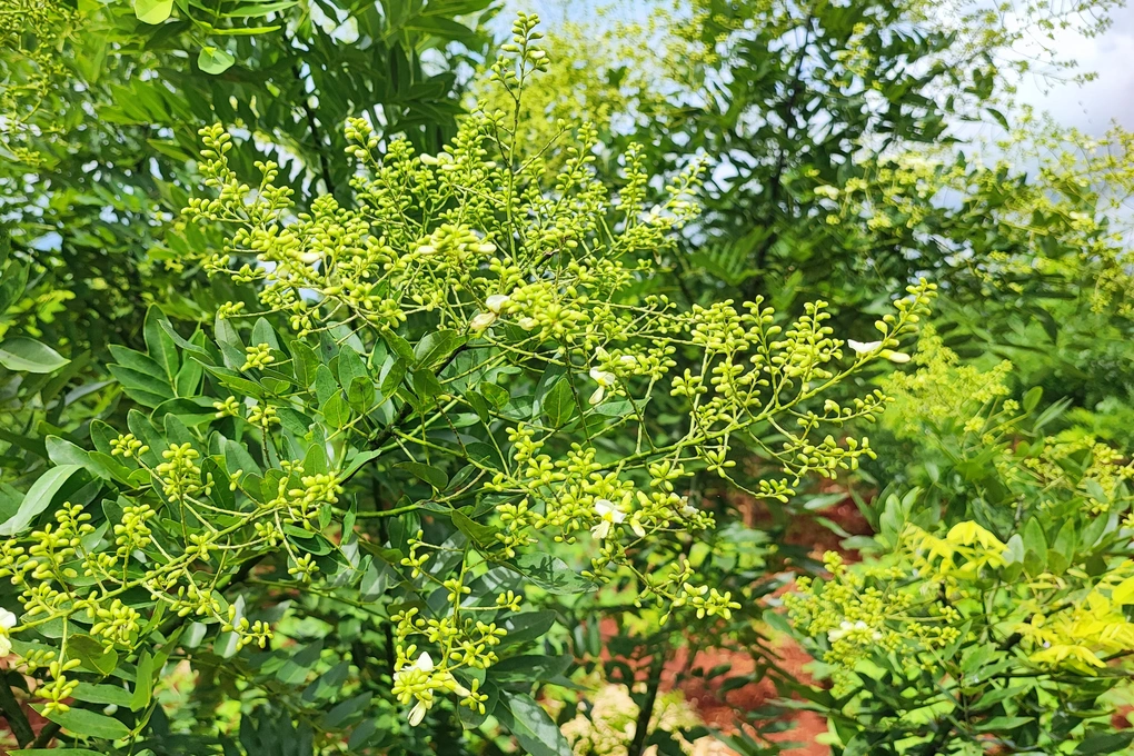 Chuyen sang trong hoe, nong dan Gia Lai kiem hang tram trieu moi nam-Hinh-4