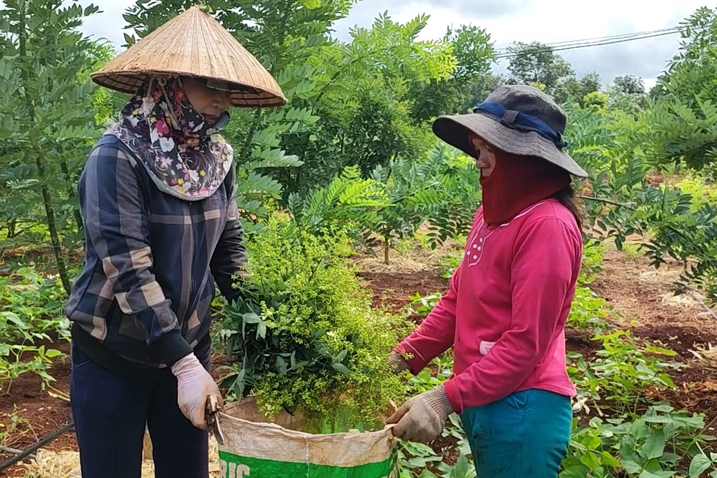 Chuyen sang trong hoe, nong dan Gia Lai kiem hang tram trieu moi nam-Hinh-2
