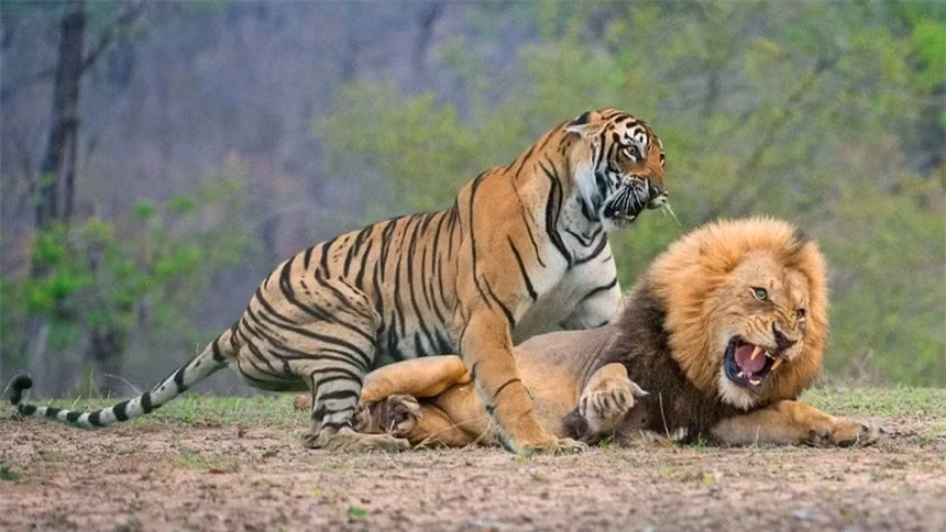 Bi an ve su tien hoa cua ho va su tu-Hinh-4