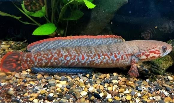 Bí ẩn cá không đầu vẫn bơi tung tăng - Hình 6 Bi an ca khong dau van boi tung tang-Hinh-6