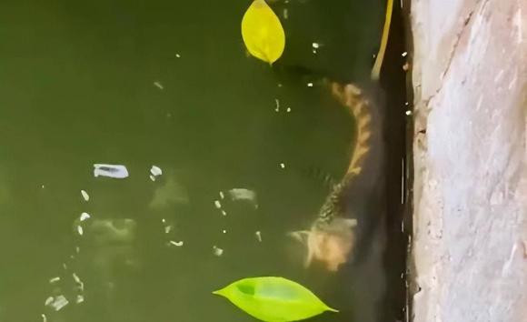 Bí ẩn cá không đầu vẫn bơi tung tăng - Hình 4 Bi an ca khong dau van boi tung tang-Hinh-4