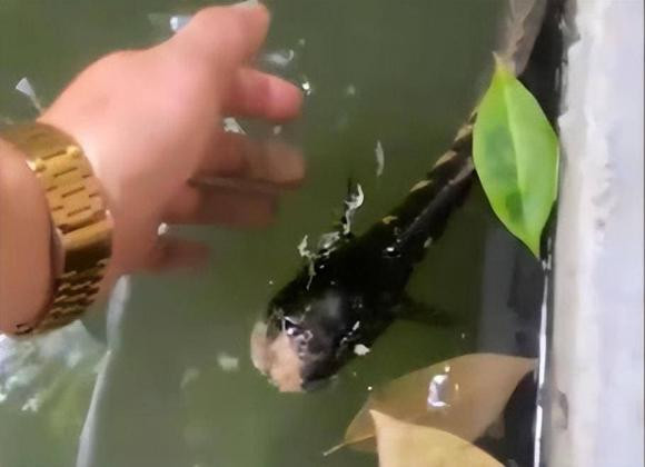 Bí ẩn cá không đầu vẫn bơi tung tăng - Hình 5 Bi an ca khong dau van boi tung tang-Hinh-5