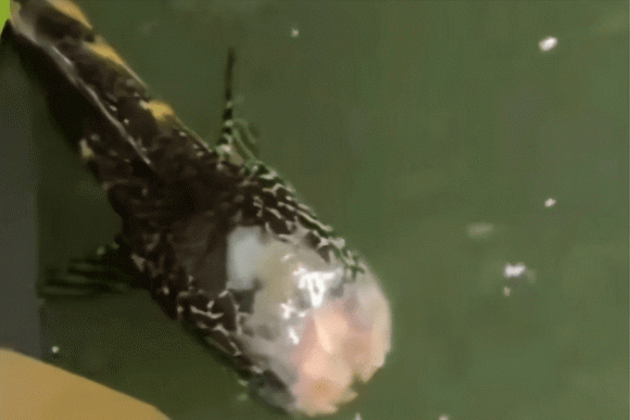 Bí ẩn cá không đầu vẫn bơi tung tăng - Hình 3 Bi an ca khong dau van boi tung tang-Hinh-3