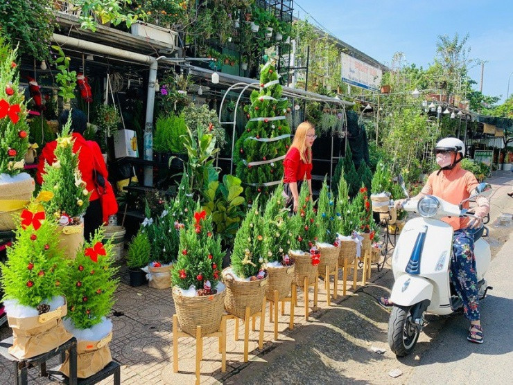 Gia tien trieu, thong tuoi van len ngoi mua Noel