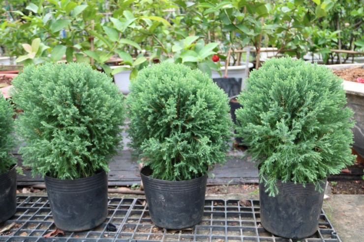 Gia tien trieu, thong tuoi van len ngoi mua Noel-Hinh-5