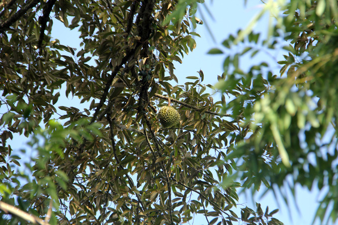 Ky la 'cu' sau rieng 100 tuoi triu qua, hai nguoi om khong xue-Hinh-4