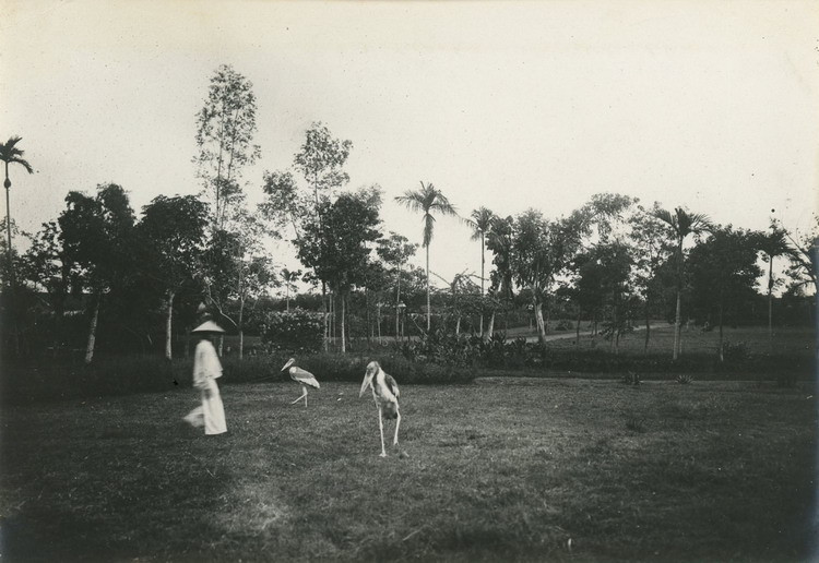 Trong vườn Bách Thảo, Hà Nội.