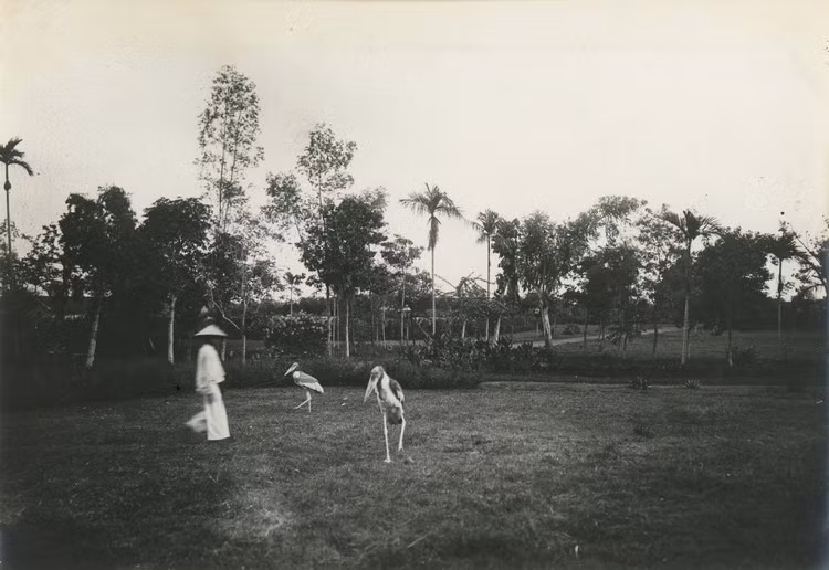 Trong vườn Bách Thảo, Hà Nội.