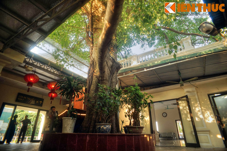 Một nét lý thú nữa của ga Long Biên là chính giữa nhà ga có một cây bồ để rất to, cành lá xum xuê.