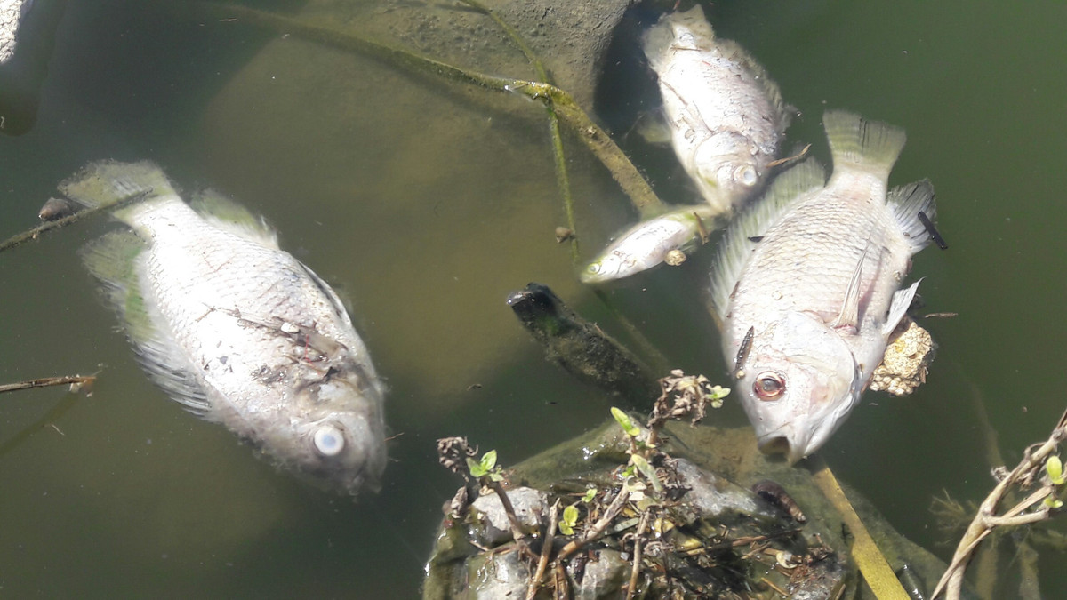 Ca chet noi trang ho o Da Nang sau con mua lon-Hinh-2