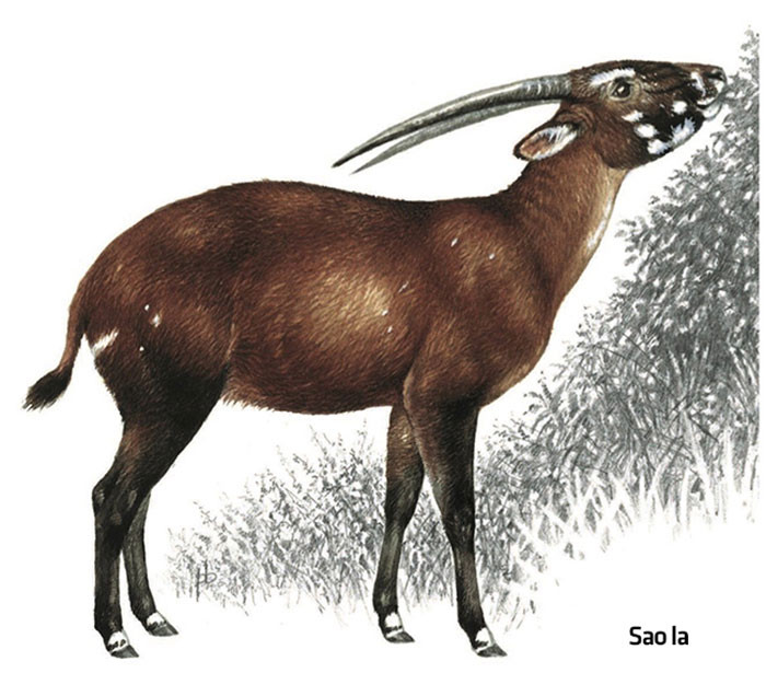 Nổi tiếng nhất là Sao la, một trong những loài thú quý hiếm được phát hiện ở Vườn Quốc gia Vũ Quang vào năm 1992.