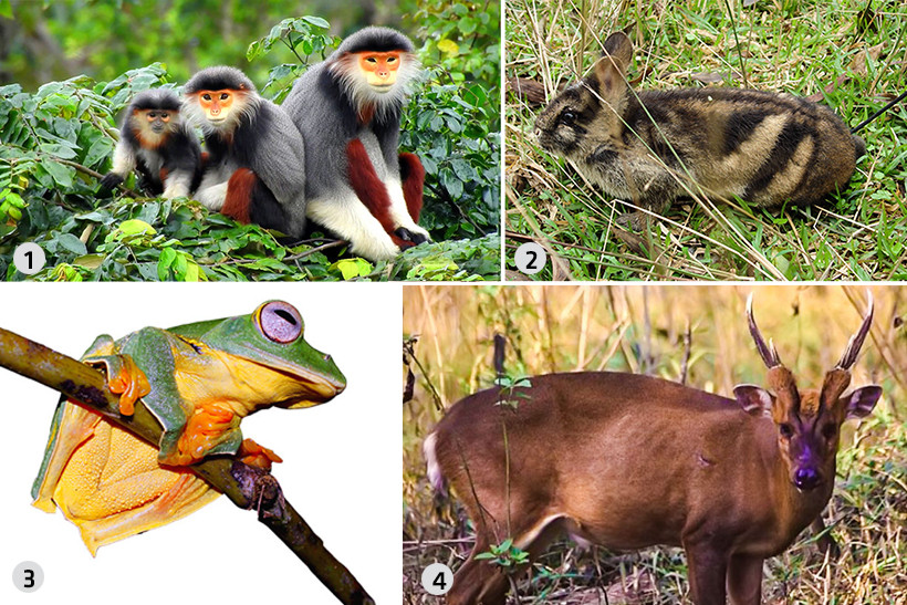 Ngoài ra khu hệ Vườn Quốc gia Vũ Quang còn đặc biệt quan trọng bởi yếu tố đặc hữu cao. Vũ Quang có sự hiện diện của 20 loài đặc hữu như: Sao la, Mang lớn, Chà vá chân nâu, Ếch cây sần Bắc Bộ... 