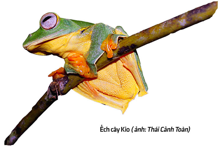 Trong đó, có 46 loài thú, 21 loài chim, 20 loài bò sát, 2 loài lưỡng cư và 1 loài cá xương nằm trong Danh lục IUCN (2017) và Sách Đỏ Việt Nam (SĐVN, 2007) cần được ưu tiên bảo tồn. 