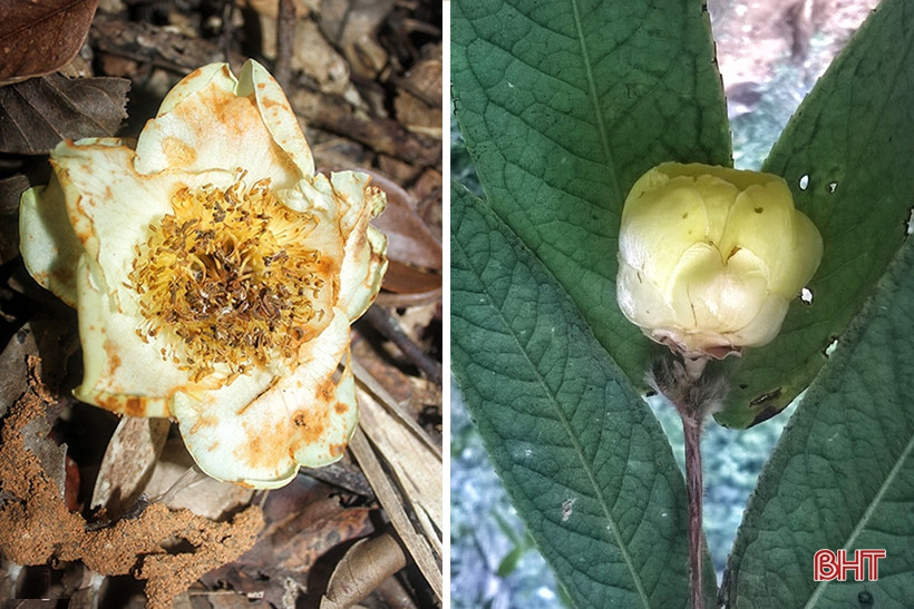 Hai loài trà mi hoa vàng là một trong số những loài quý hiếm được tìm thấy ở Vườn Quốc gia Vũ Quang.