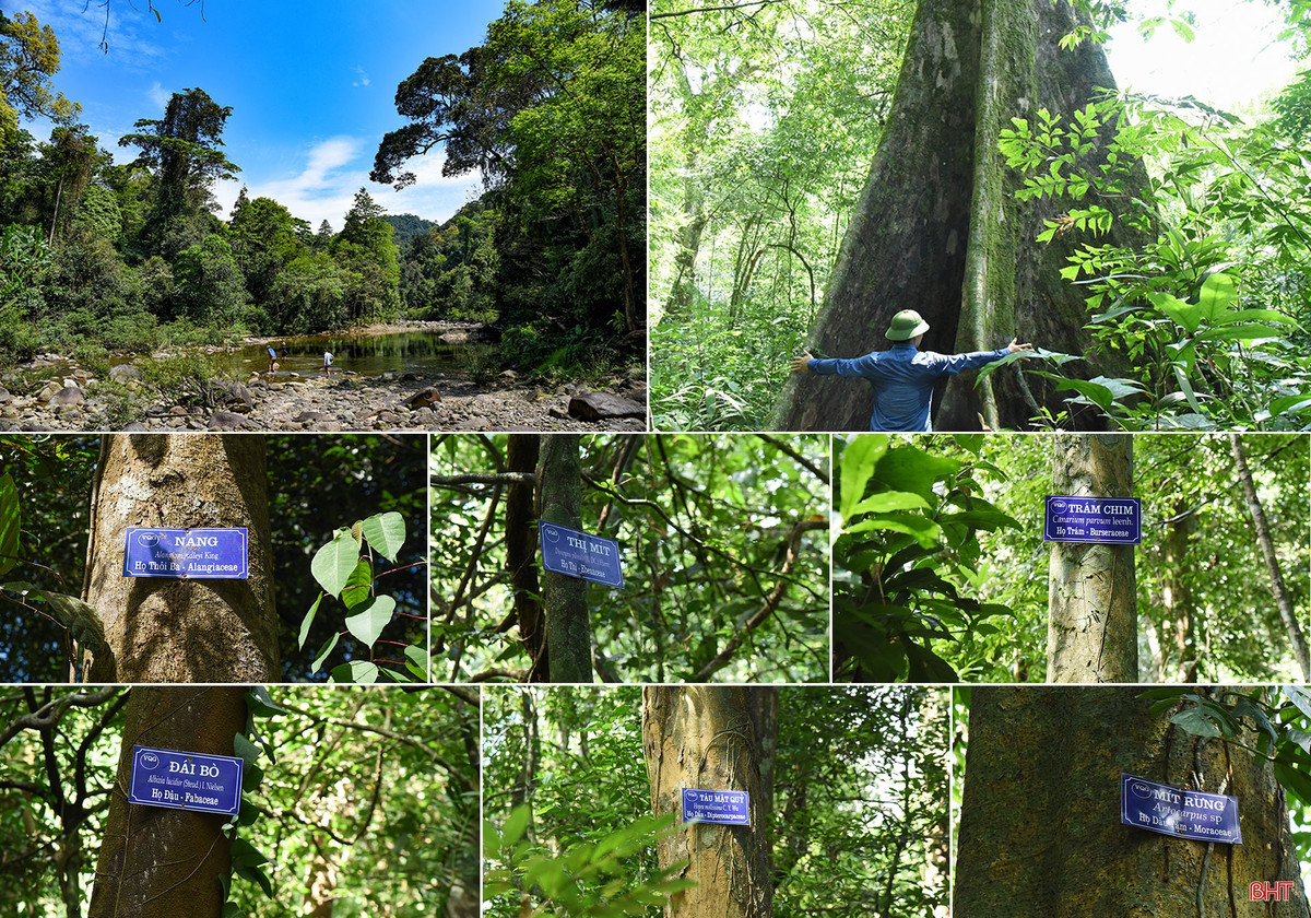 Theo kết quả điều tra và nghiên cứu đã ghi nhận 1765 loài thực vật bậc cao có mạch thuộc 202 họ và 737 chi ở Vườn Quốc gia Vũ Quang.