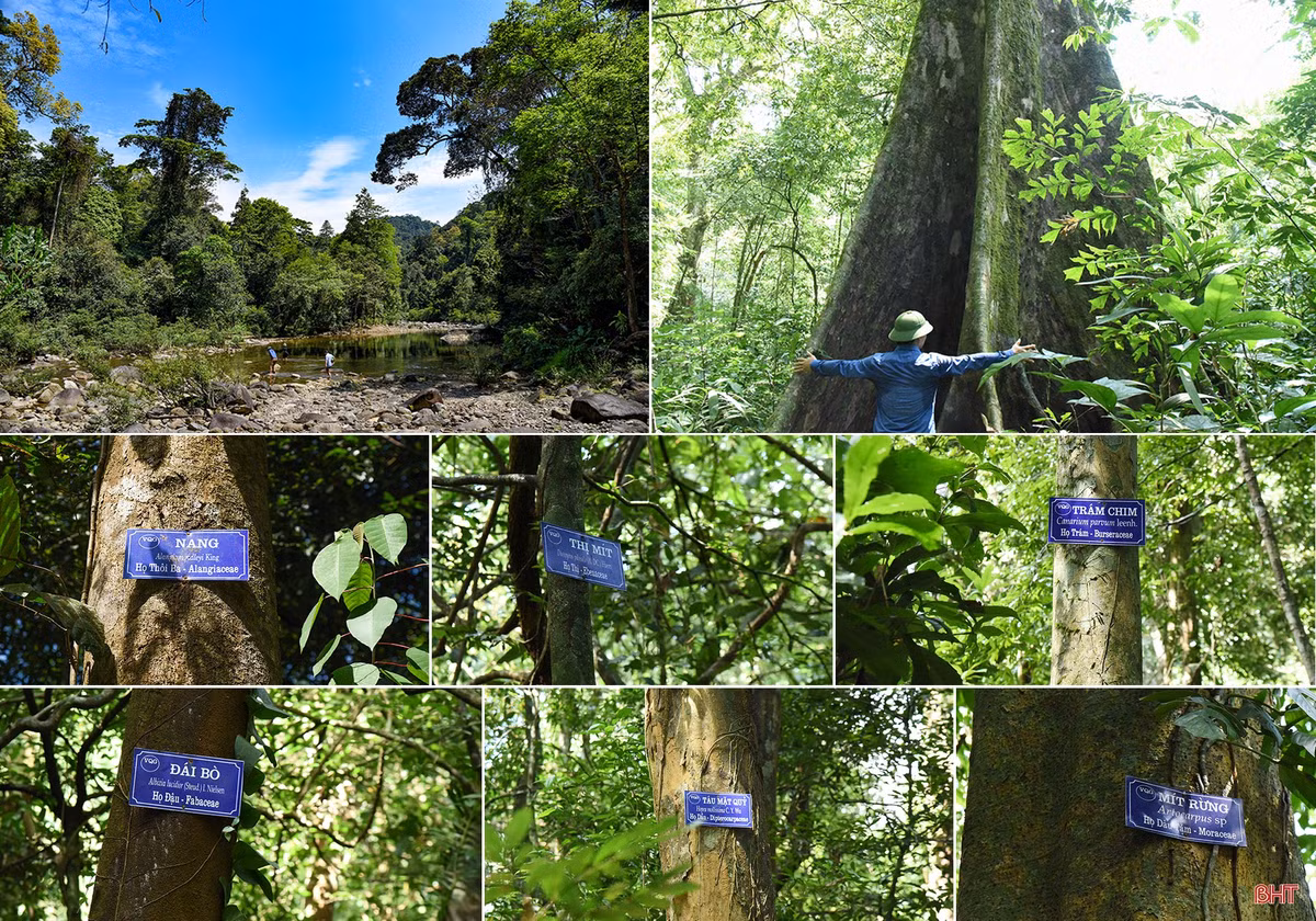 Theo kết quả điều tra và nghiên cứu đã ghi nhận 1765 loài thực vật bậc cao có mạch thuộc 202 họ và 737 chi ở Vườn Quốc gia Vũ Quang.