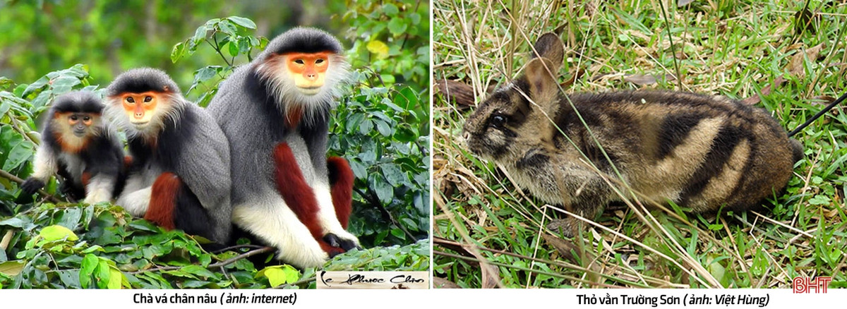 Khu hệ động vật của Vườn quốc gia Vũ Quang còn đáng chú ý hơn. Các nghiên cứu đã ghi nhận ở đây có sự góp mặt của 94 loài thú thuộc 26 họ, 315 loài chim, 58 loài bò sát, 31 loài lưỡng cư, 88 loài cá xương, 316 loài bướm, 73 loài kiến và 28 loài nhện. 