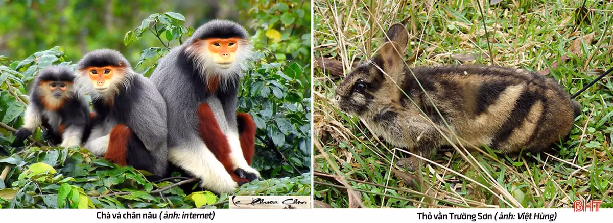 Khu hệ động vật của Vườn quốc gia Vũ Quang còn đáng chú ý hơn. Các nghiên cứu đã ghi nhận ở đây có sự góp mặt của 94 loài thú thuộc 26 họ, 315 loài chim, 58 loài bò sát, 31 loài lưỡng cư, 88 loài cá xương, 316 loài bướm, 73 loài kiến và 28 loài nhện. 