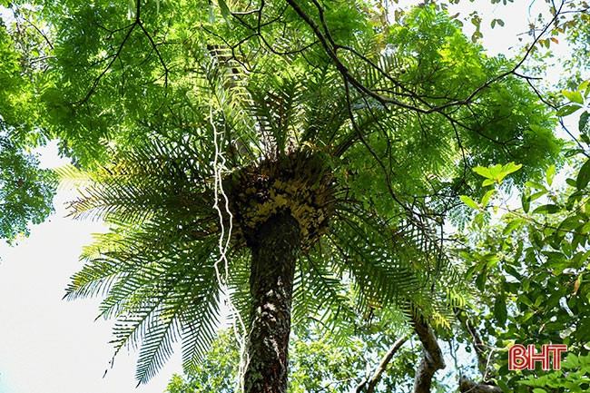 Trong số này có rất nhiều loài cực quý hiếm.