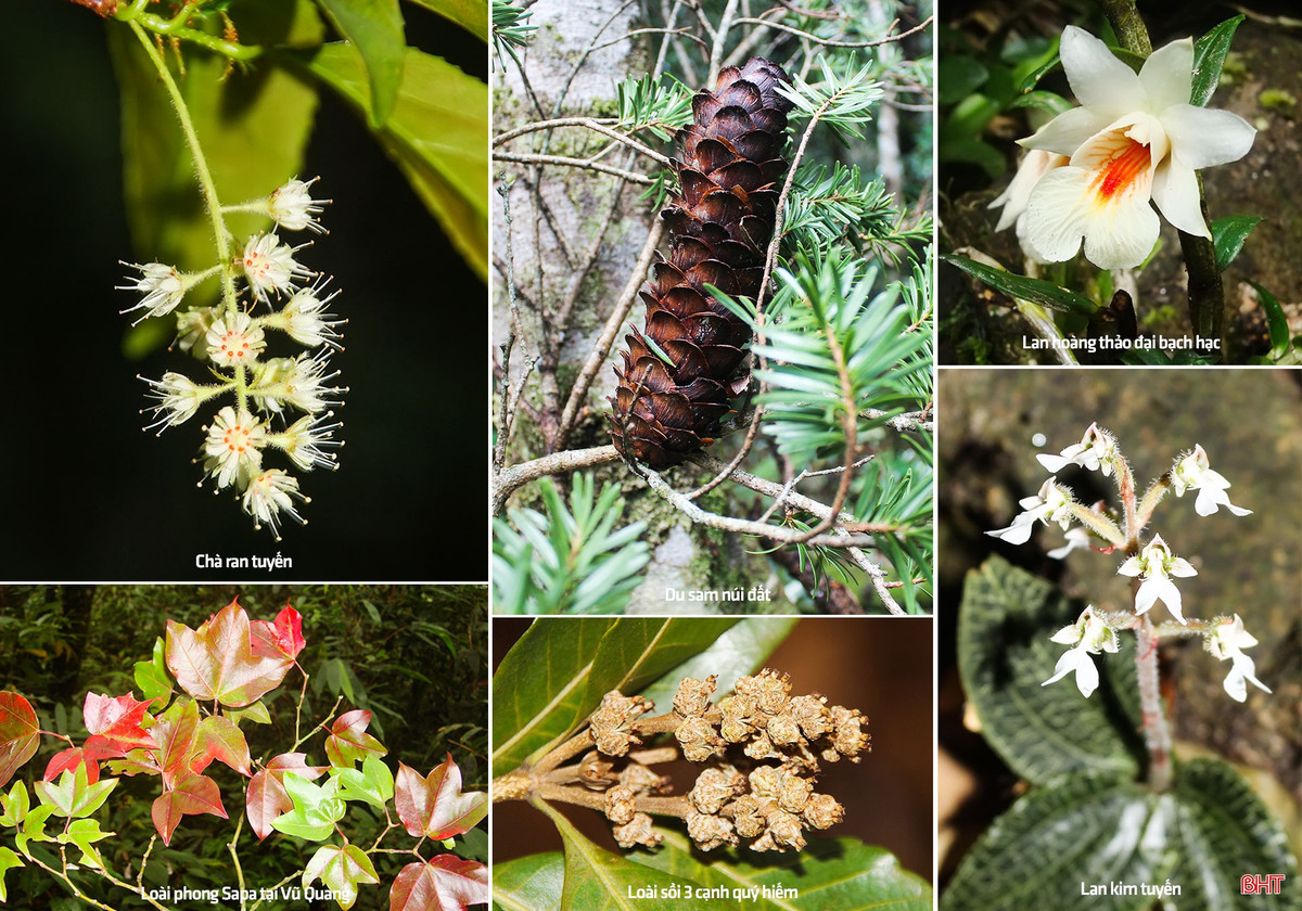 Các loài thực vật đa dạng được tìm thấy tại đây cho thấy sự độc đáo, tiềm ẩn và đa dạng sinh học cao. 