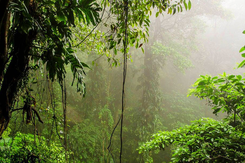 Vườn Quốc gia Vũ Quang có tới 76% diện tích rừng tự nhiên với hai kiểu chính: rừng kín thường xanh á nhiệt đới chiếm 20% và rừng kín thường xanh nhiệt đới.