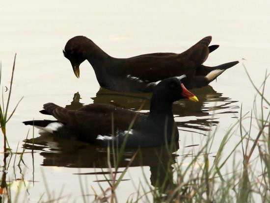 Do có tầm quan trọng quốc tế trong công tác bảo tồn các loài chim, Xuân Thủy đã được công nhận là một trong số các vùng chim quan trọng tại Việt Nam.