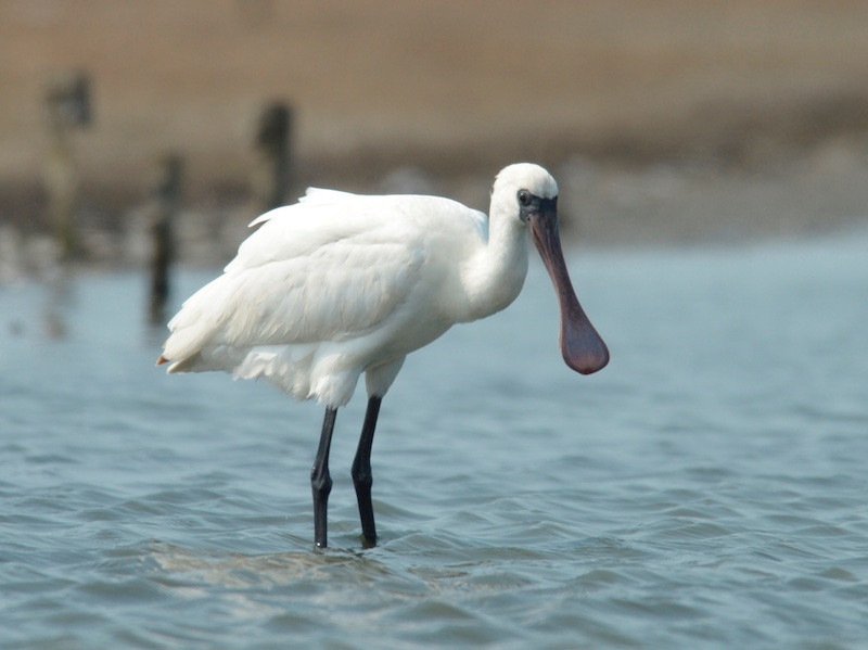 Đặc biệt, tại đây các nhà khoa học ghi nhận loài chim cò thìa (tên khoa học làPlatalea Minor) được xếp hạng Nguy cấp trong Sách đỏ quốc tế (IUCN) , mỗi năm chỉ xuất hiện khoảng 40 cá thể ở vườn.