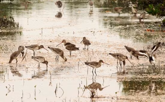 Vườn quốc gia Xuân Thủy là nơi trú ngụ của nhiều loại thủy sinh có giá trị rất cao và nhiều loại động - thực vật hoang dã trong đó có những loài chim di trú quý hiếm.