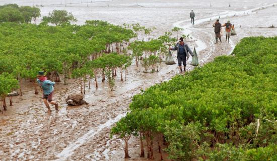 Thực vật tại vườn quốc gia Xuân Thủy khá đa dạng với cây Bần, Tra, Ô rô, Trang... mọc tự nhiên và rải đều khắp các khu vực. Ngoài ra còn có một diện tích lớn cây phi lao được trồng là sinh cảnh quan trọng để những loài chim di cư về đây trú ngụ.