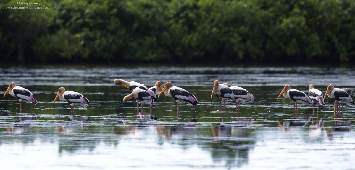 Vào lúc cao điểm, vườn quốc gia Xuân Thủy được ví như một "ga" chim quốc tế với gần 40.000 con trong đó có 9 loài có tên trong sách đỏ quốc tế như: rẽ mỏ thìa, cò thìa, choắt mỏ thìa, mòng biển mỏ ngắn, bồ nông, choắt chân màng lớn, cò lạo Ấn Độ, choắt mỏ vàng, cò trắng Trung Quốc.