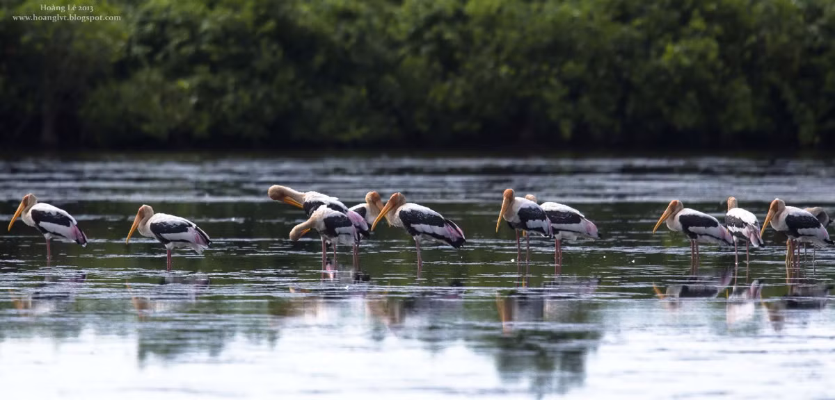 Vào lúc cao điểm, vườn quốc gia Xuân Thủy được ví như một "ga" chim quốc tế với gần 40.000 con trong đó có 9 loài có tên trong sách đỏ quốc tế như: rẽ mỏ thìa, cò thìa, choắt mỏ thìa, mòng biển mỏ ngắn, bồ nông, choắt chân màng lớn, cò lạo Ấn Độ, choắt mỏ vàng, cò trắng Trung Quốc.