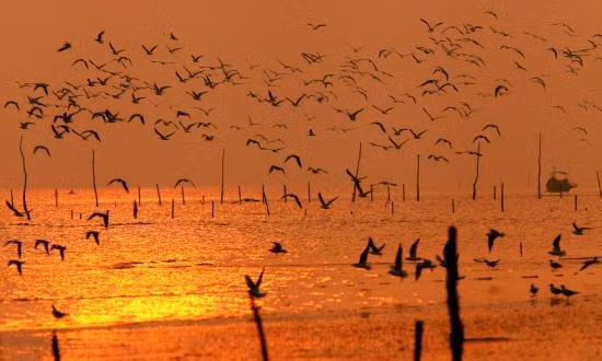 Hàng năm, vào đầu mùa đông, trên đường di cư từ phương Bắc xuống phương Nam, đã có nhiều loài chim chọn khu thiên nhiên đất ngập nước Xuân Thủy làm điểm trú đông hoặc dừng chân tích lũy năng lượng trước khi tiếp tục cuộc hành trình.