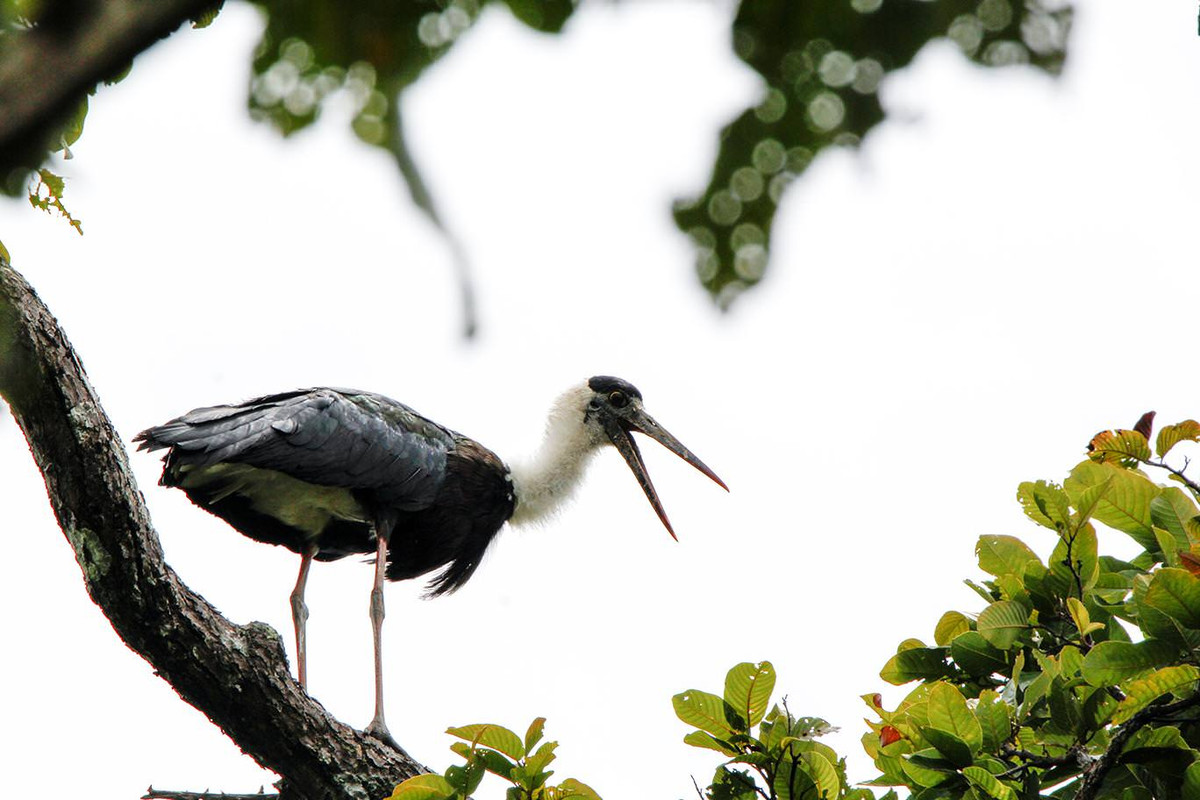 Vườn quốc gia Yok Đôn còn là nơi cư trú của 196 loài chim trong đó có nhiều loài chim quý hiếm.