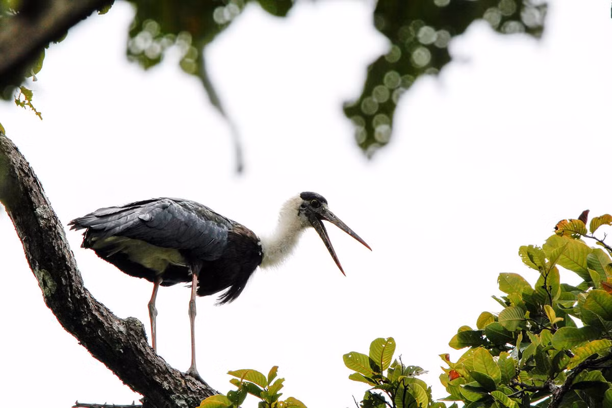 Vườn quốc gia Yok Đôn còn là nơi cư trú của 196 loài chim trong đó có nhiều loài chim quý hiếm.