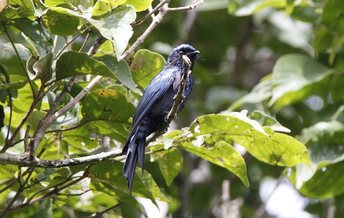 Theo khảo sát của các nhà khoa học, hiện ở nơi đây ghi nhận 17 loài được ghi trong sách đỏ thế giới như voi rừng, trâu rừng, bò sừng xoắn, hương sao…