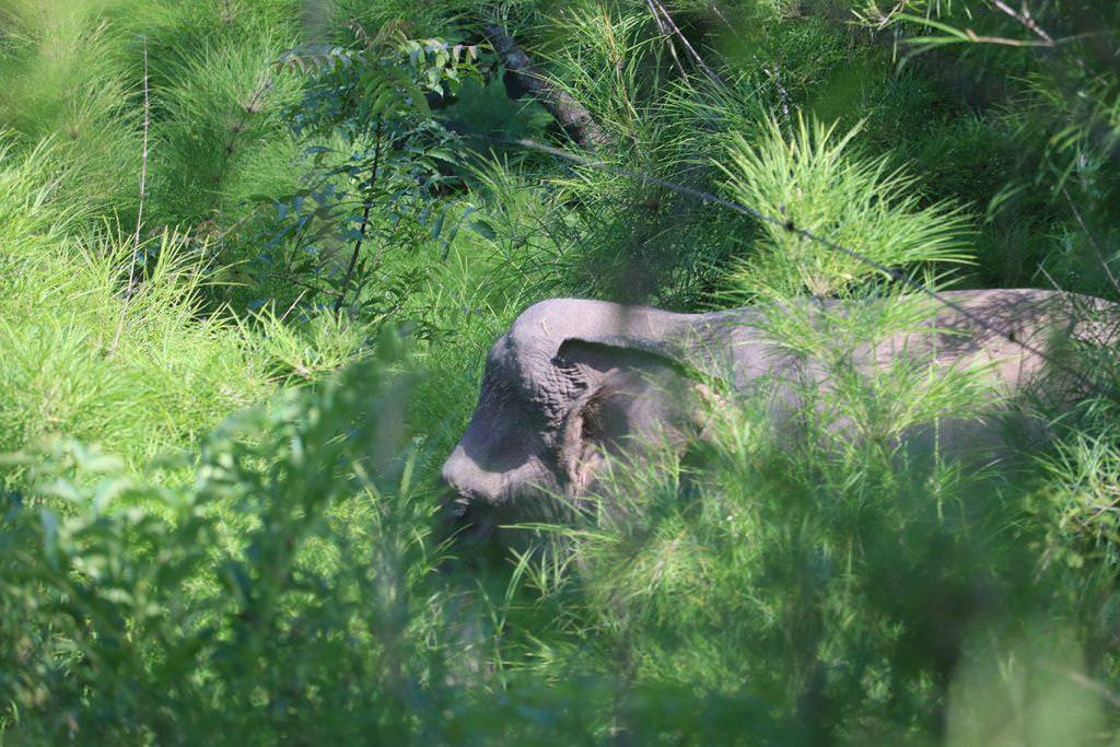 Đặc biệt, nơi đây còn có sự tồn tại của nhiều loại động vật quý hiếm như trâu rừng, bò tót khổng lồ, nhất là voi. Có cả quần thể voi nơi đây.