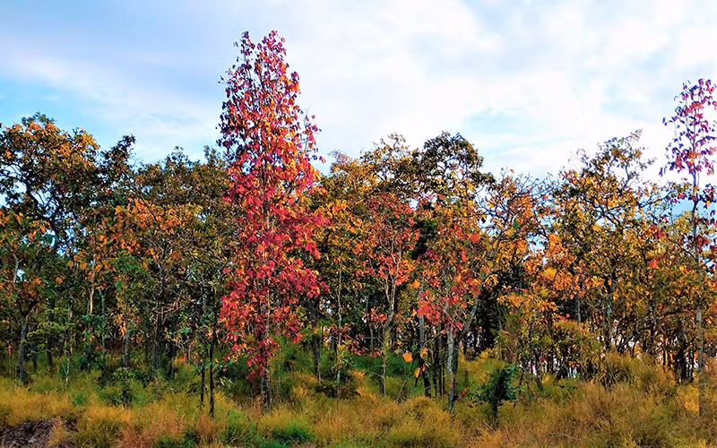 Với hơn 90% diện tích là rừng khộp, vườn quốc gia Yok Đôn mang vẻ đẹp hiếm nơi nào có được, đặc biệt là vào mùa cây thay lá.