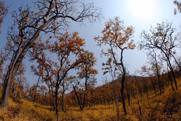 Vườn Quốc gia Yok Đôn nổi tiếng với những với những cánh rừng khộp mang vẻ đẹp hoang sơ, kỳ vĩ. Hiện nay, Yok Đôn là vườn quốc gia duy nhất ở Việt Nam bảo tồn rừng khộp đặc hữu.
