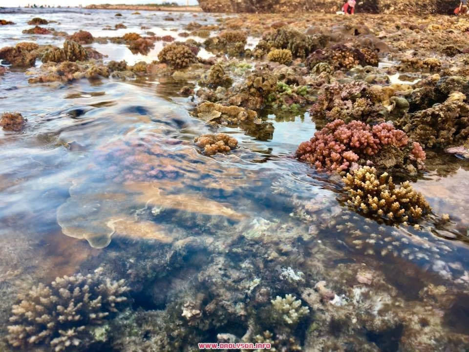 Hòn đảo thiêng này còn là bí ẩn của các rạn san hô, nổi và chìm, của san hô hóa thạch hình cối xay, của các miệng núi lửa nằm sâu trong lòng biển, của cổng tò vò trên cạn và dưới nước; bí ẩn của những phương thức canh tác độc đáo tạo nên một vương quốc tỏi giữa đại dương bao la.