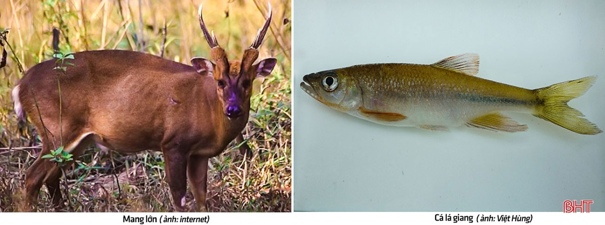 Cùng với Sao la, việc phát hiện ra loài Mang lớn và một số loài cá mới gồm: Cá lá giang, Cá chuồn sông, Cá bướm , Cá đong chấm, Cá chiên thác bẹt... cũng khiến thế giới trầm trồ thán phục.