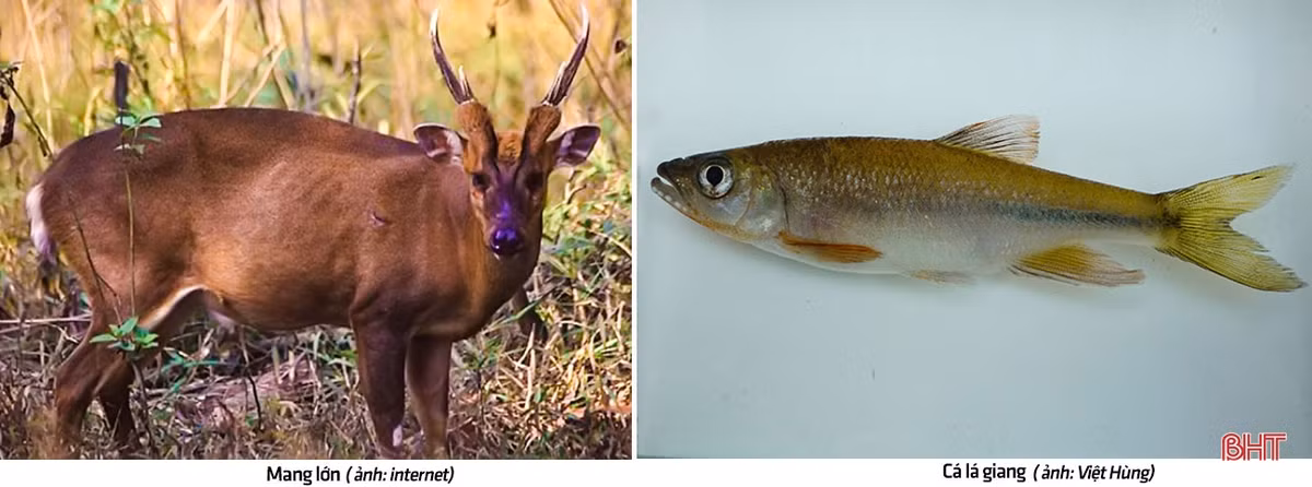 Cùng với Sao la, việc phát hiện ra loài Mang lớn và một số loài cá mới gồm: Cá lá giang, Cá chuồn sông, Cá bướm , Cá đong chấm, Cá chiên thác bẹt... cũng khiến thế giới trầm trồ thán phục.