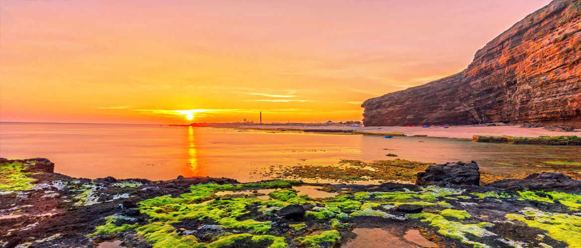 Công viên địa chất Lý Sơn -Sa Huỳnh cũng nổi tiếng bởi sự đa dạng sinh học. Trên biển có trên 700 loài động, thực vật, trong đó có 25 loài nằm trong danh mục có nguy cơ tuyệt chủng ở Việt Nam, đặc biệt là loài rùa biển quý hiếm như rùa da, vích, đồi mồi và đồi mồi dứa.