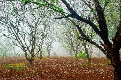 Đường lên đỉnh ngàn Nưa quanh co, uốn lượn cảnh sắc thiên nhiên hoang sơ nhưng kỳ vĩ, đẹp như một bức tranh thủy mặc.