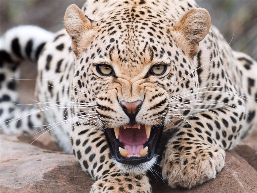 10 kỹ năng sinh tồn buộc phải nhớ khi bị thú dữ tấn công - Hình 8 10 ky nang sinh ton buoc phai nho khi bi thu du tan cong-Hinh-8