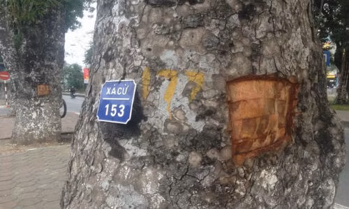 Ghi nhận của PV, chiều 6/2 trên đường Láng (Đống Đa, Hà Nội) từ số nhà 954 đến 452 có gần 40 cây xà cừ cổ thụ bị khoét, khoét vỏ.