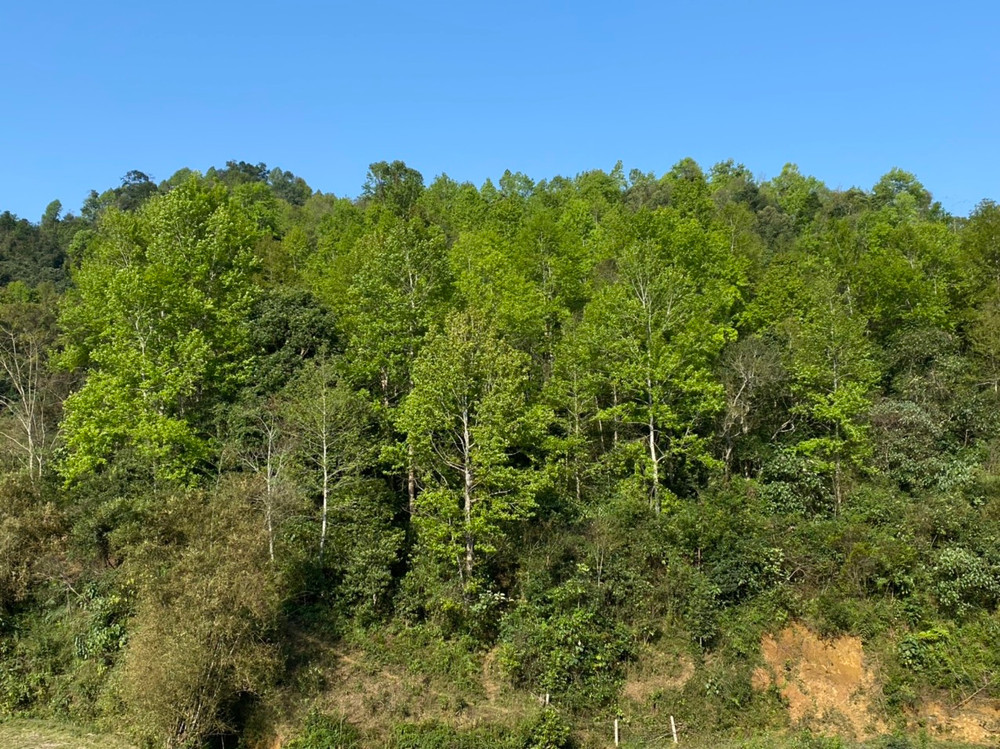 Đối tượng cầm đầu đường dây chính là Vừ Chồng Nênh, sinh năm 1971, quê ở huyện Kỳ Sơn, Nghệ An. Nhiều năm trước, Nênh đã là đối tượng nghiện và có liên quan mua bán trái phép chất ma tuý. Sau khi bị lực lượng chức năng truy đuổi, Nênh đã di cư sang Lào, trú tại Bản Nguôi, huyện Mường Pẹt, tỉnh Xiêng Khoảng. Vốn thông thuộc địa bàn, Nênh đã trở lại khu vực biên giới, cấu kết với các đối tượng thuộc khu vực xã Lượng Minh để hình thành đường dây ma tuý. Các đối tượng dựng lán, bán ma túy trong rừng sâu, các khu vực giáp ranh thuộc đỉnh Pù Lôm. (Ảnh minh họa, nguồn internet)