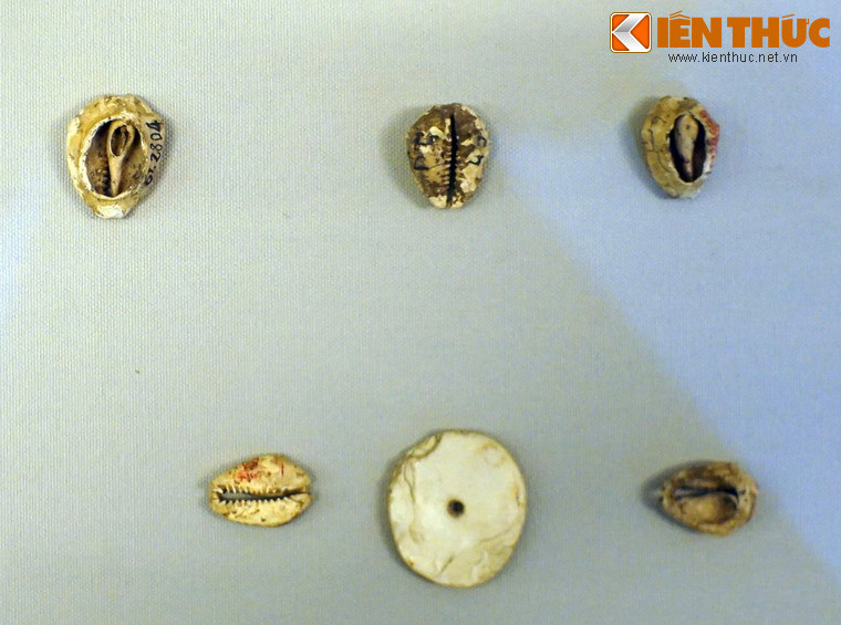 Các mẫu vỏ ốc đã được chế tác để làm đồ trang sức.